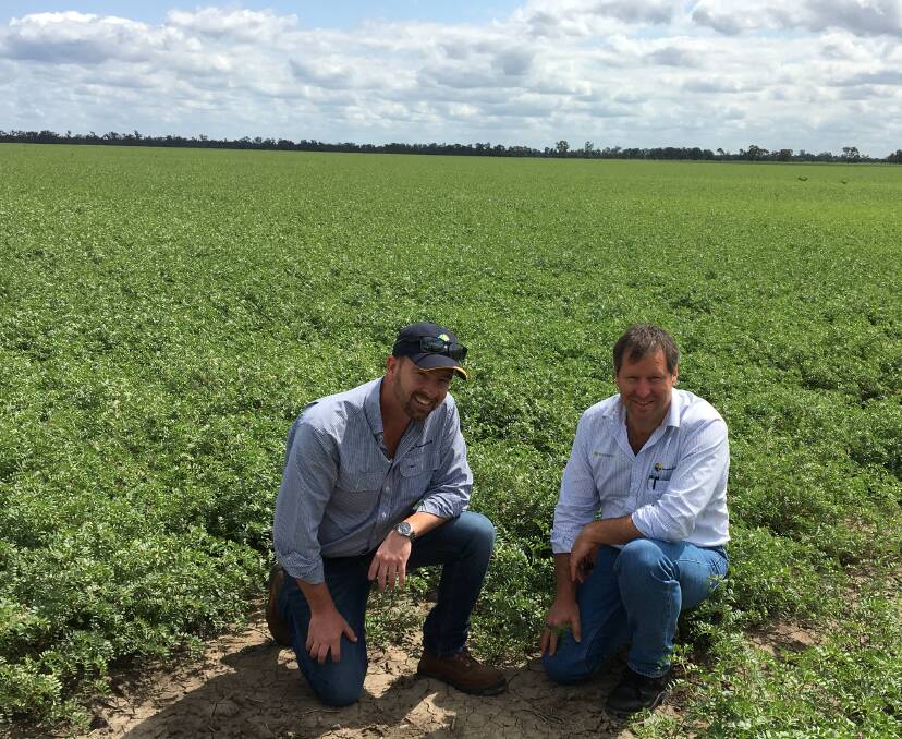 Top crop: Associated Grain's Todd Jorgensen and Mark Schmidt check a healthy stand of PBA Seamer chickpeas established with high quality and professionally processed and treated seed from the Dalby facility.