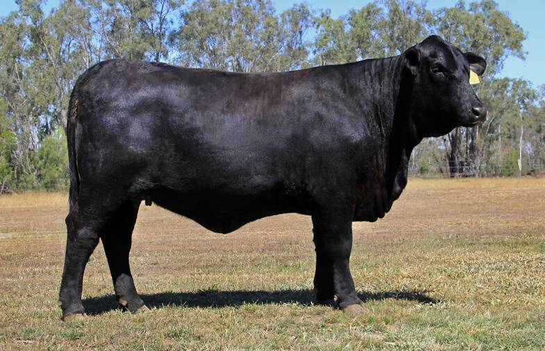 Closing out the draft will be Lot 6, Alkoomie Ms Foundation 000L6 (PTIC to Alkoomie Chavez 920L) from David and Christine Roberts, Alkoomie Brangus, South Yaamba.