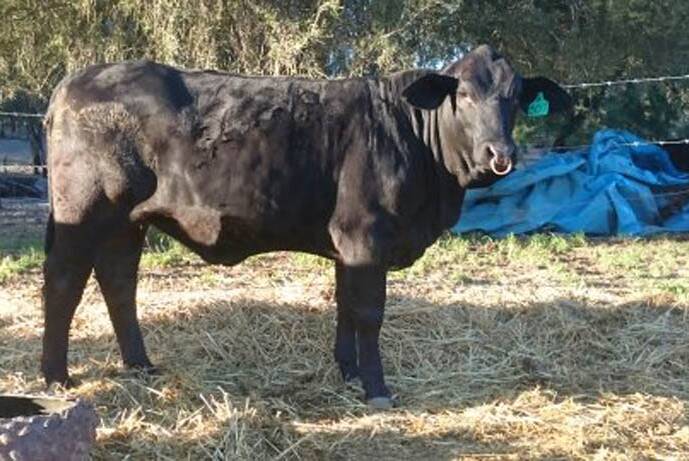 Sue Fawcett, Lazy S Brangus Stud, Condamine, said Lot 2, Lazy S Miss Edna’s Victoree 2nd is the latest exceptional heifer from the famous Edna line which can be traced back to the start of the Brangus breed.