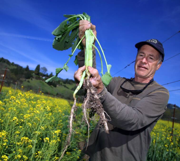 Hawaiian agronomist Bob Shaffer, will demonstrate how deep-rooted cover crops reduce compaction.