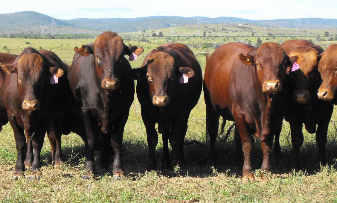 Regal reds: The Belmont Red Sale being held during the Belmont Australia Field Day on July 10, will include an offering of 22 rising two-year-old bulls and six PTIC heifers.