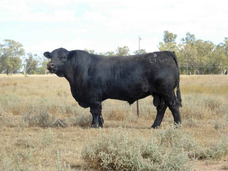 Hardy boys: Bulliac Angus stud principal Ben Hill said the 2017 sale bulls are well-suited to multiple environmental conditions and are "tough as nails".