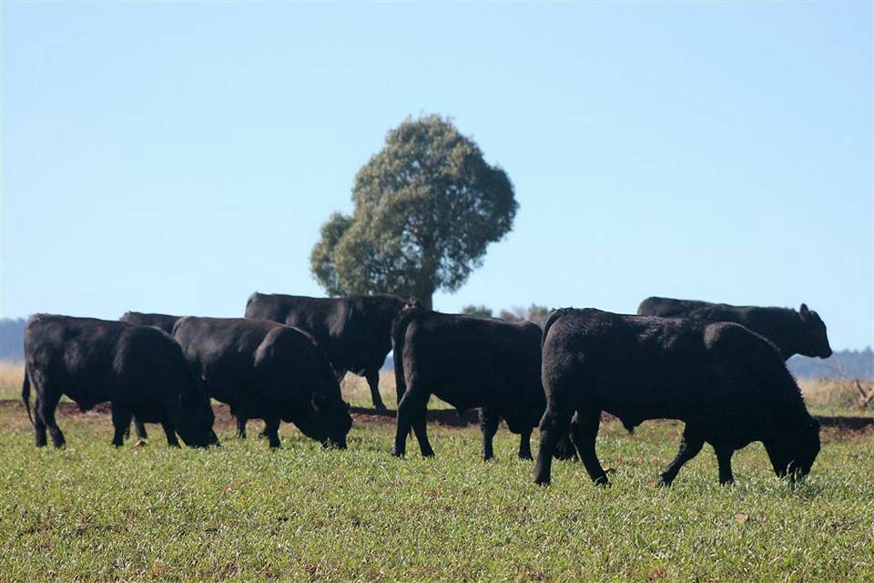 Great appeal: Valorbrook Angus's Brett Haager said the 60 bulls drafted for the 2017 on-property sale were put together with the needs of commercial buyers in mind.