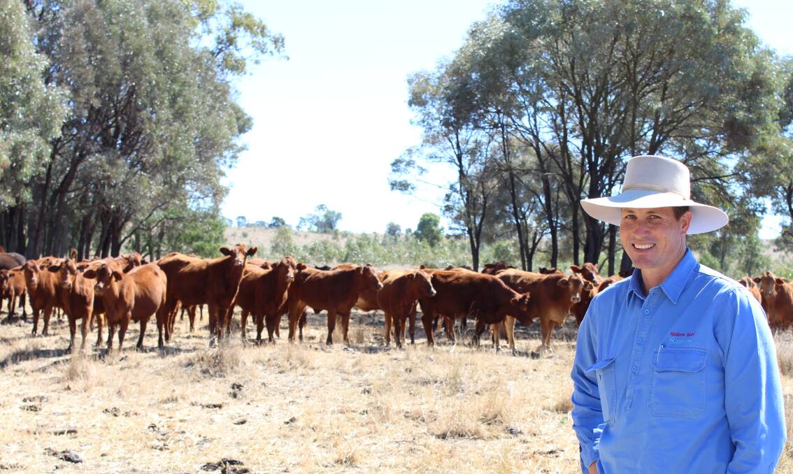 Top quality: Santos’ Maranoa Regional Manager Andrew Snars with a selection of the company's 4,500-strong pure Droughtmaster herd. Most of the Santos steers are sold through the Roma saleyards or direct to feedlots.