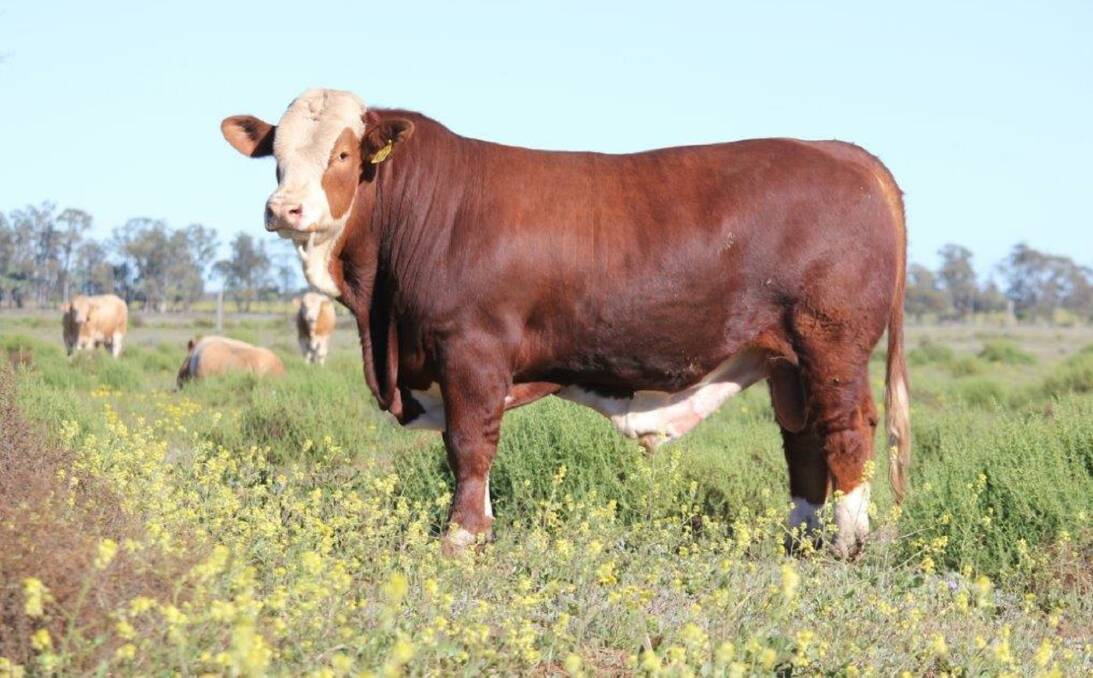 Billa Park K129 is a son of the high performing sire, Billa Park Poll Churchill, and is one of 18 bulls that will be offered at the Simmental Bull Sale being held in conjunction with the fourth annual Clermont Beef Expo on October 26.