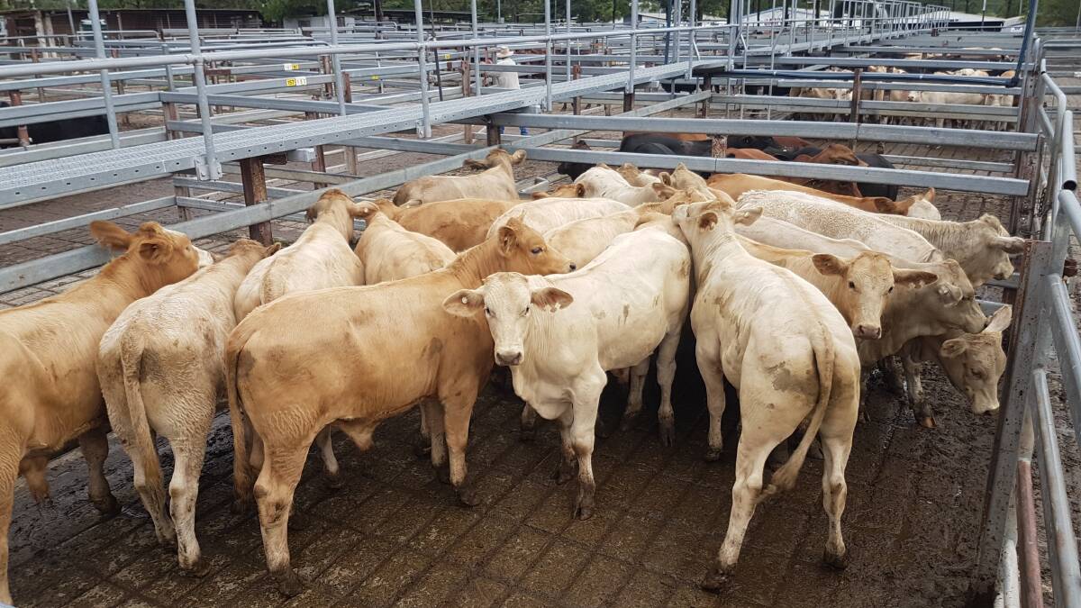 A pen of Charolais-cross steers from Adam and Belinda Chapman, The Junction, Fine Flower, that sold at the Grafton Saleyards last week which are all progeny of Wakefield bulls.