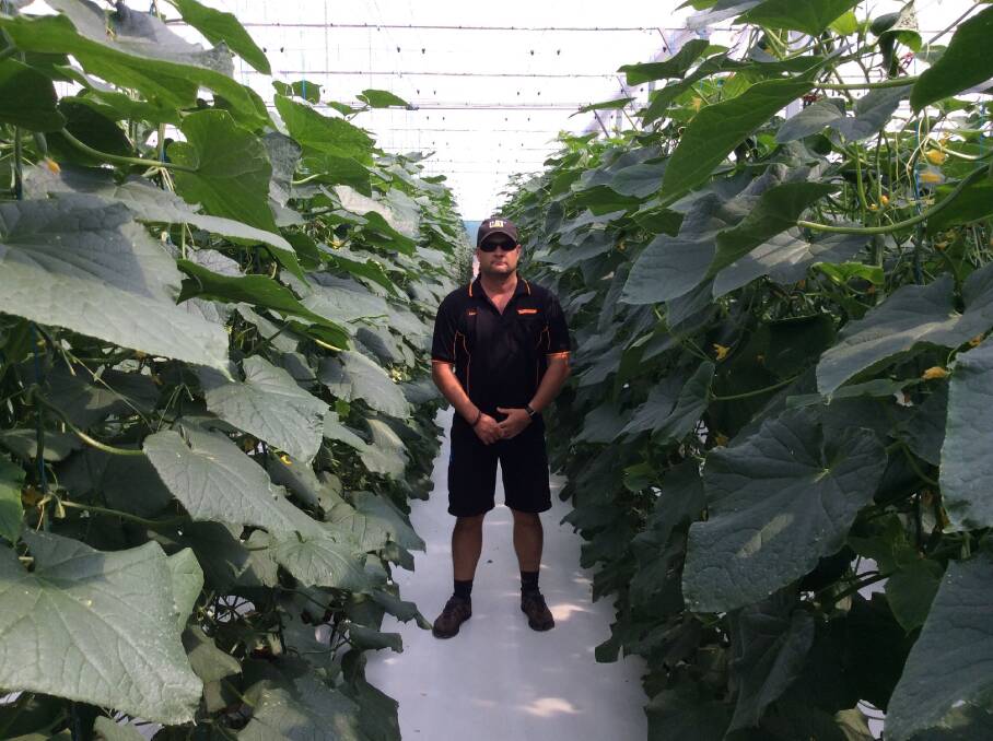 Matt Kingston from Wilarene Farm at Cordalba, stands proudly in the 4,000 metre-square green house funded by a QRAA Sustainability Loan.