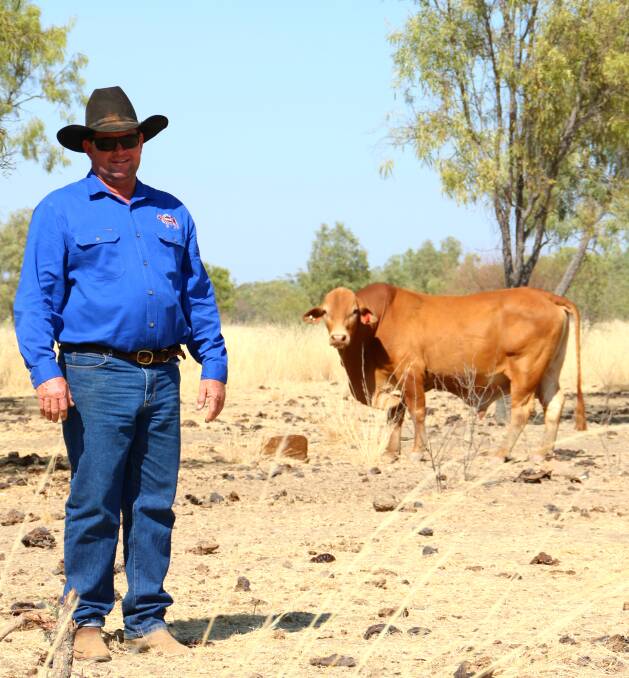 The aim: The weaners from Melinda Downs are sold into the southern backgrounding and/or live export markets.