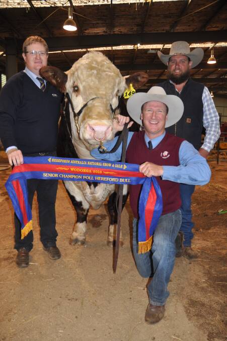 Top buy: Vendor Tom Honner, Minlacowie, Brentwood holds the $95,000 bull, Minlacowie Jubilant with Tom Nixon, Devon Court, Drillham and Mark Duthie, GDL.