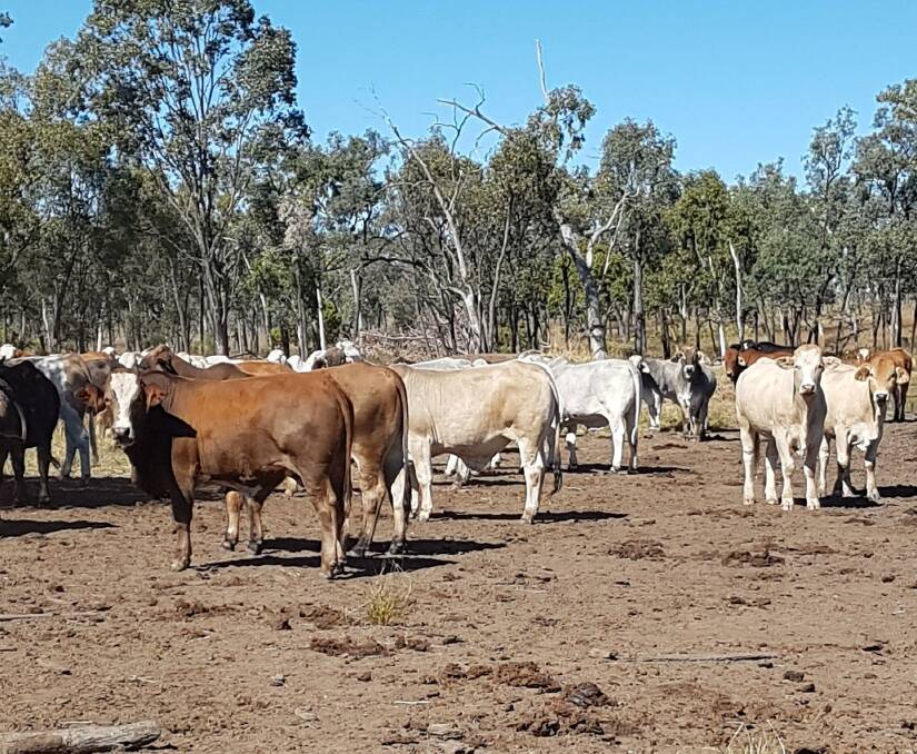 Quality steers: The Gittens Simbrah steers are bred at Poinsetta and Carliene then sent to Carbine where they're fattened for the feeder markets while high Brahman content heifers go into their live export program.