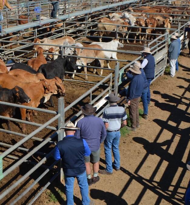 High rise: Cattle sold through Queensland saleyards in 2016 have provided excellent return for producers in comparison to last year, due to the current scarcity of supply.