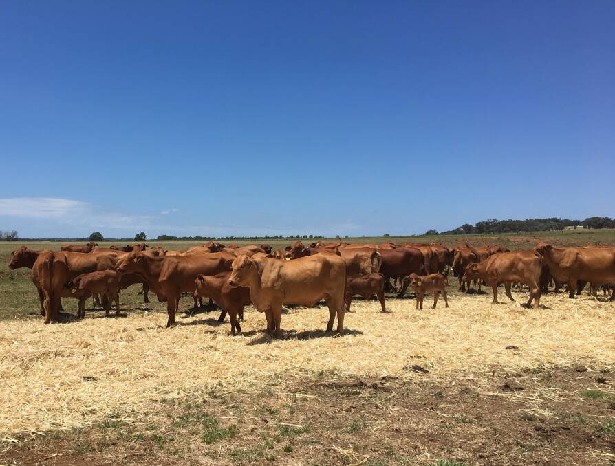 The Murray family from Yarrum Droughtmaster Stud at Inverell will be selling 31 females and six bulls at the Kingaroy Female, Bull and Horse Sale being held at the Coolabunia Saleyards on May 5.