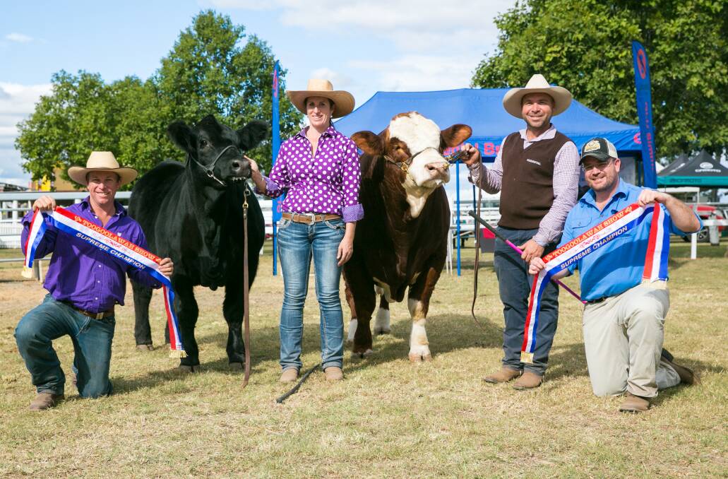 Super Simmies: Glen Waldron and Kim Groner, Elite Cattle Co, Meandarra, with Marty Rowlands and Stephen Lean, KBV Simmentals,  Murphys Creek, and Interbreed Champions Elite Black Opal L107 (P) and KBV Legacy (P). Photo by Allison McCabe Photography.