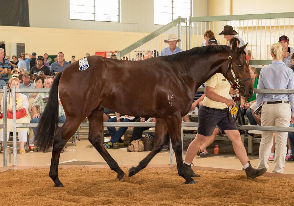 Coltish appeal: Noralla Stud’s stylish Casino Prince x Bright Heroine colt sold for $47,500 to top the 2016 Capricornia Yearling Sale.