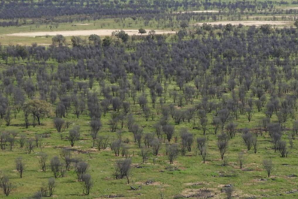 The CEO of western Queensland group, Desert Channels Queensland, that’s battled Prickly Acacia infestations for over a decade says a single aerial photograph is providing hope the weed can be beaten.