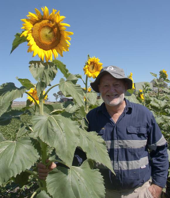 Sunflower grower and Australian Sunflower Association chairman, Kevin Charlesworth said there are great opportunities to use sunflowers to increase profits across the cropping rotation.
