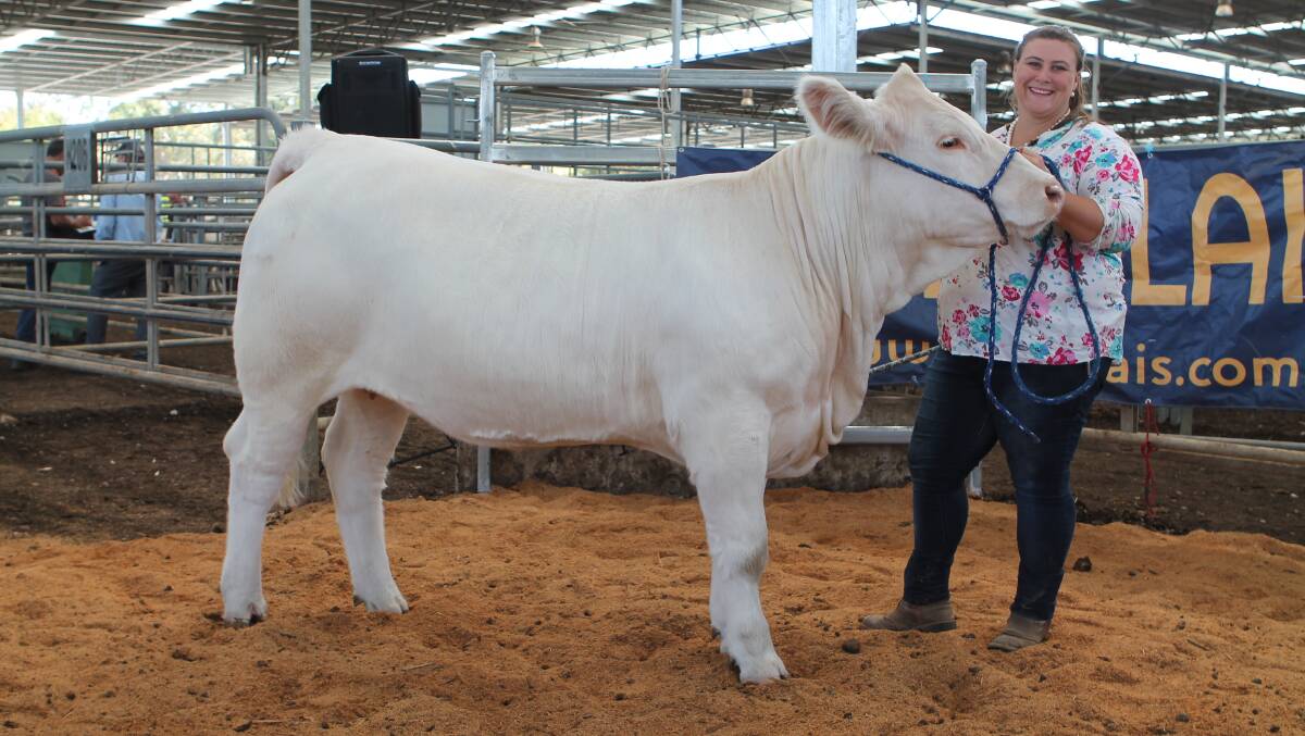 SHOWRING SALETOPPER: Sapphire Halliday will take the top priced Waterford Mooki to the Royal Sydney Easter Show, after selling her in Yea for $10,000. PHOTOS: Andrew Miller.