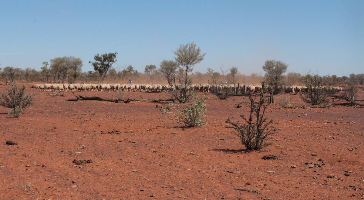Plain speaking: Mac and Mary Haig muster for shearing across bare paddocks at Eulo. Picture: Sally Cripps.