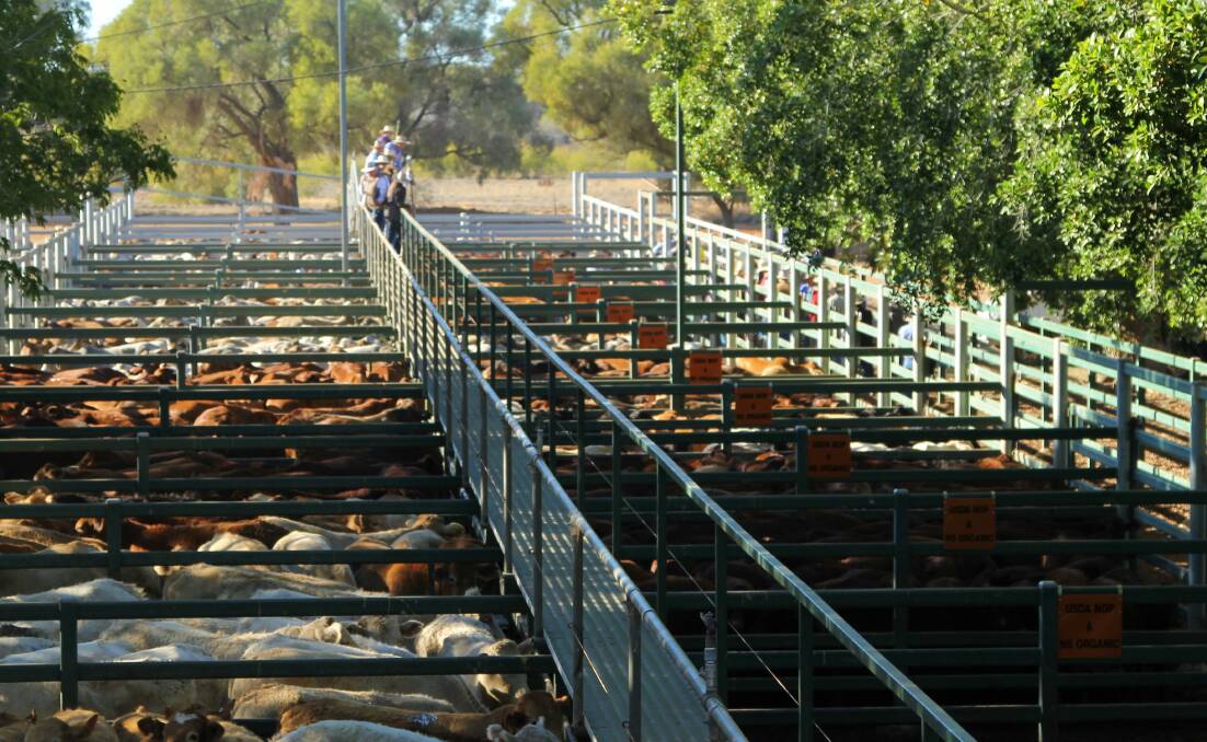 Keen interest: A big crowd was on hand to watch the Blackall saleyards operate under organic conditions for the first time, with pens marked with large orange signs.
