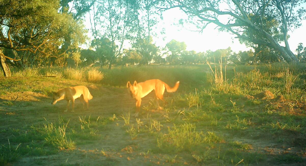 Dingo's breakfast: Another shot from Matt Wilson's motion camera, suggesting that at least one of the wild dogs in the shot is aware of the camera's presence.