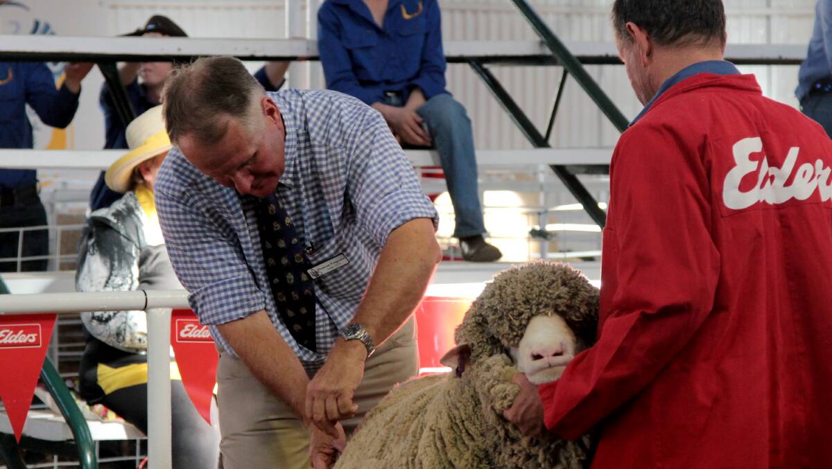 Poll Merino judge Duncan Ferguson at work at the state sheep show at Longreach.