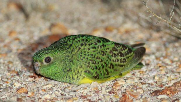 One of the photographs of the endangered night parrot taken at the time of its rediscovery in western Queensland in 2013.