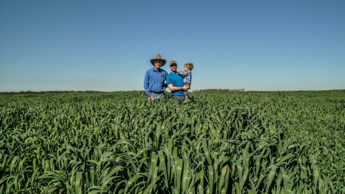 Feast: Lee McNicholl, son-in-law Gareth Williams and grandson Raffy standing in the metre-high oats crop at Dulacca. Picture: contributed.