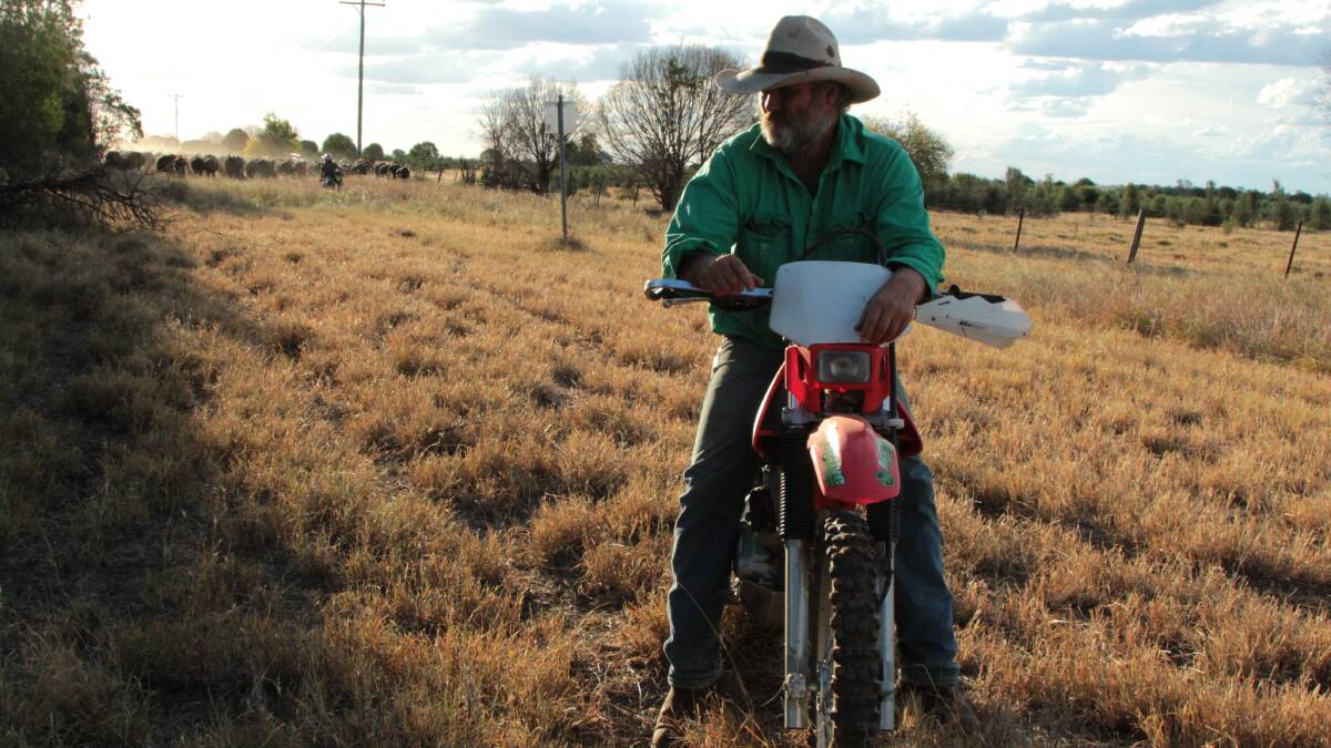 Drover Alex Stringer, pictured getting ready to yard the McNicholl cattle on the Condamine Highway in March this year.