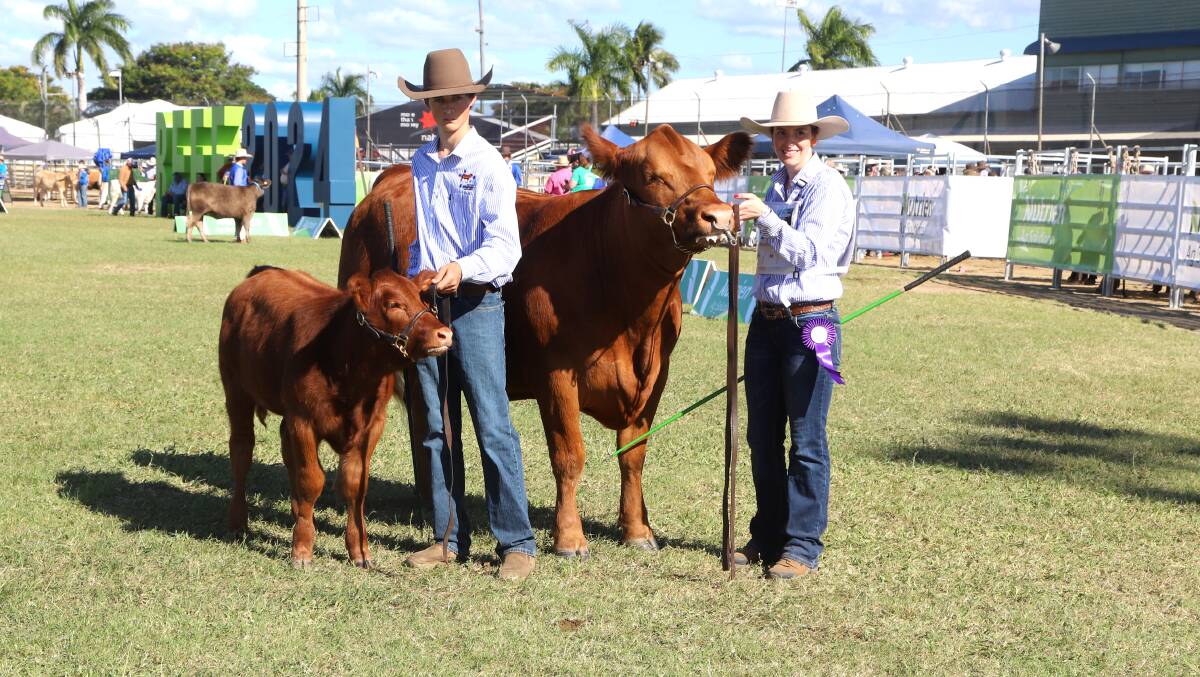 Senior champion Gelbvieh female Midas Yeletta and her heifer calf, held by Hamish McEwan and Amanda Lange. She went on to be crowned grand champion female. Picture: Sally Gall