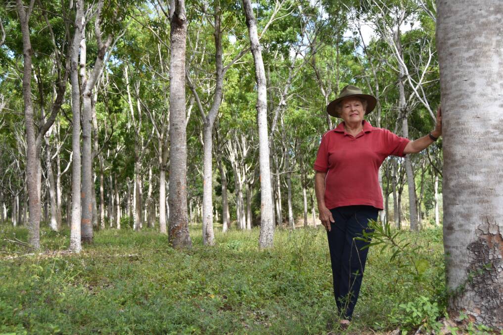 To fruition: Former Richmond woolgrower, Sandra Richards never thought she'd see the day she was working towards harvesting from a stand of 10,000 African mahogany trees north of Townsville. Picture: Jessica Johnston