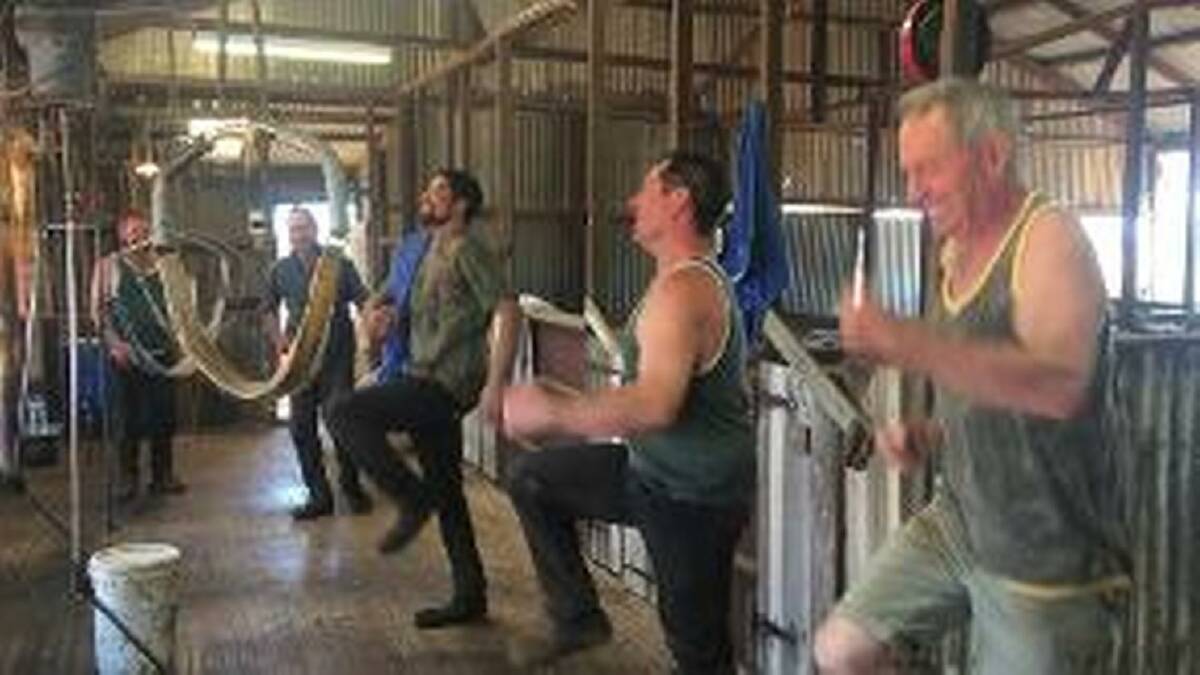 Knees up: The shearing team at Dalkeith were put through their paces by master blaster trainer, Joy McClymont.