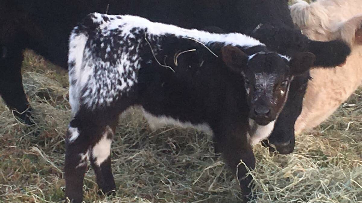 New generation: One of the new drop of Speckle Park calves that Neil Goetsch hopes will bring success in led steer competitions. Picture: contributed.