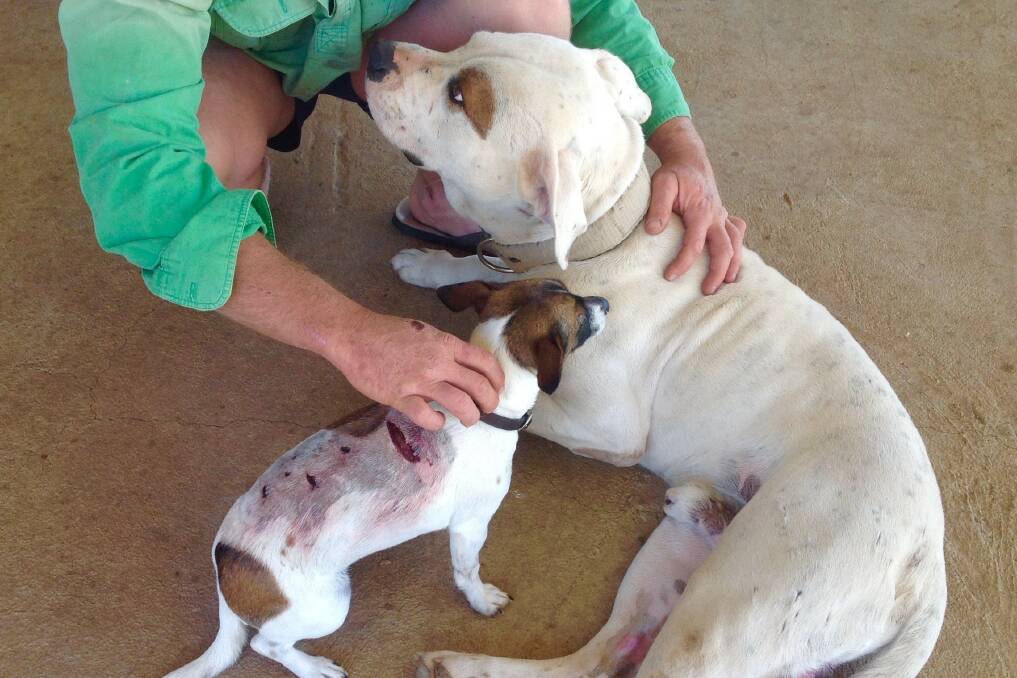 The Casey family's mini Foxy, Cheeky, pictured with fellow pet, American bulldog Milo, showing the lacerations received in the wild dog attack.