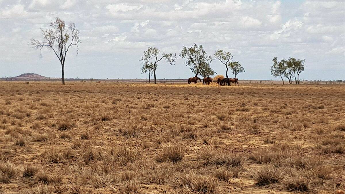 Horses at Bibil, north of Muttaburra, are still being fed hay a week after 75mm failed to produce any grass response. Photo supplied.
