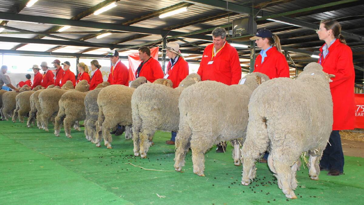 Best foot forward: The best Merino genetics in the state will be on display at Longreach this weekend, as the state sheep show rolls into town. Picture: Sally Cripps.