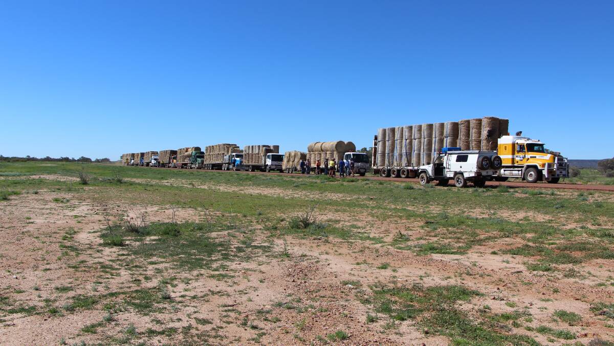 Green drought: Part of the hay convoy from the Gin Gin region, pictured among the green weed growth at Yaraka on the weekend. Photos: Debbie Hills.