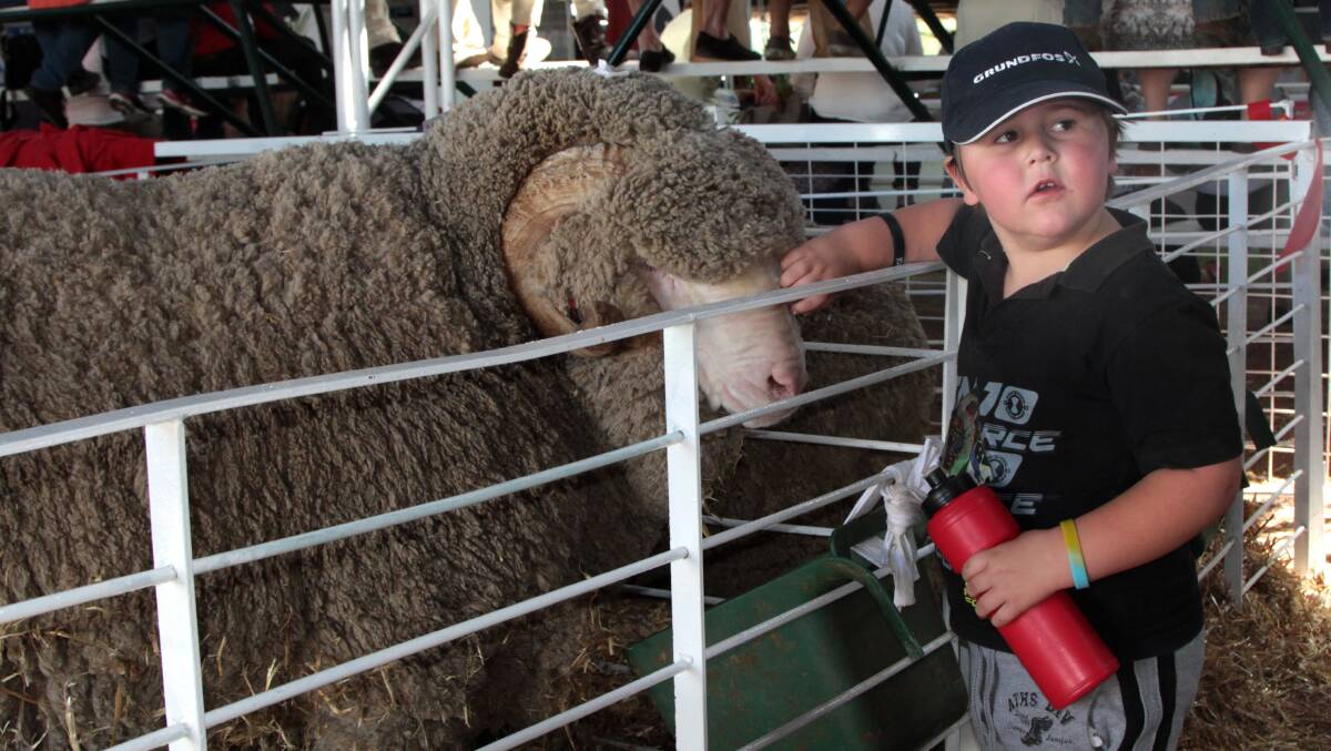 Up close: Ethan Wallison, Longreach was one of many people who got to celebrate the power of sheep to a community at the state sheep show in Longreach recently. Picture: Sally Cripps.
