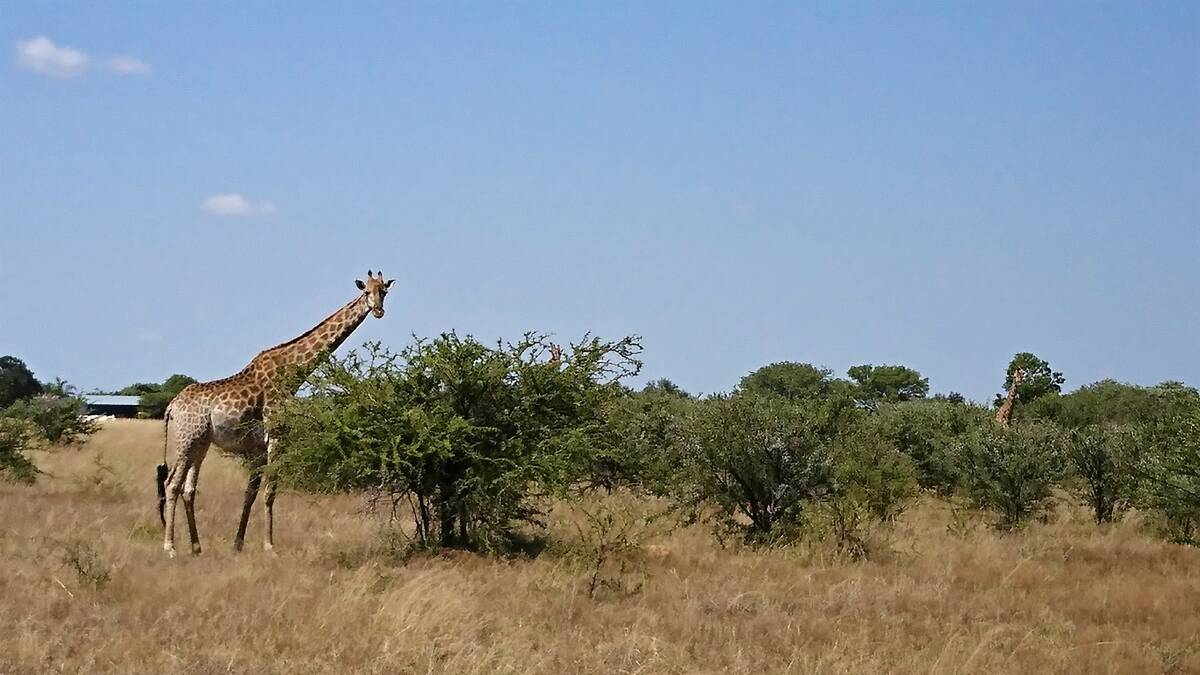 Despite fences, giraffes easily feed on prickle bushes.