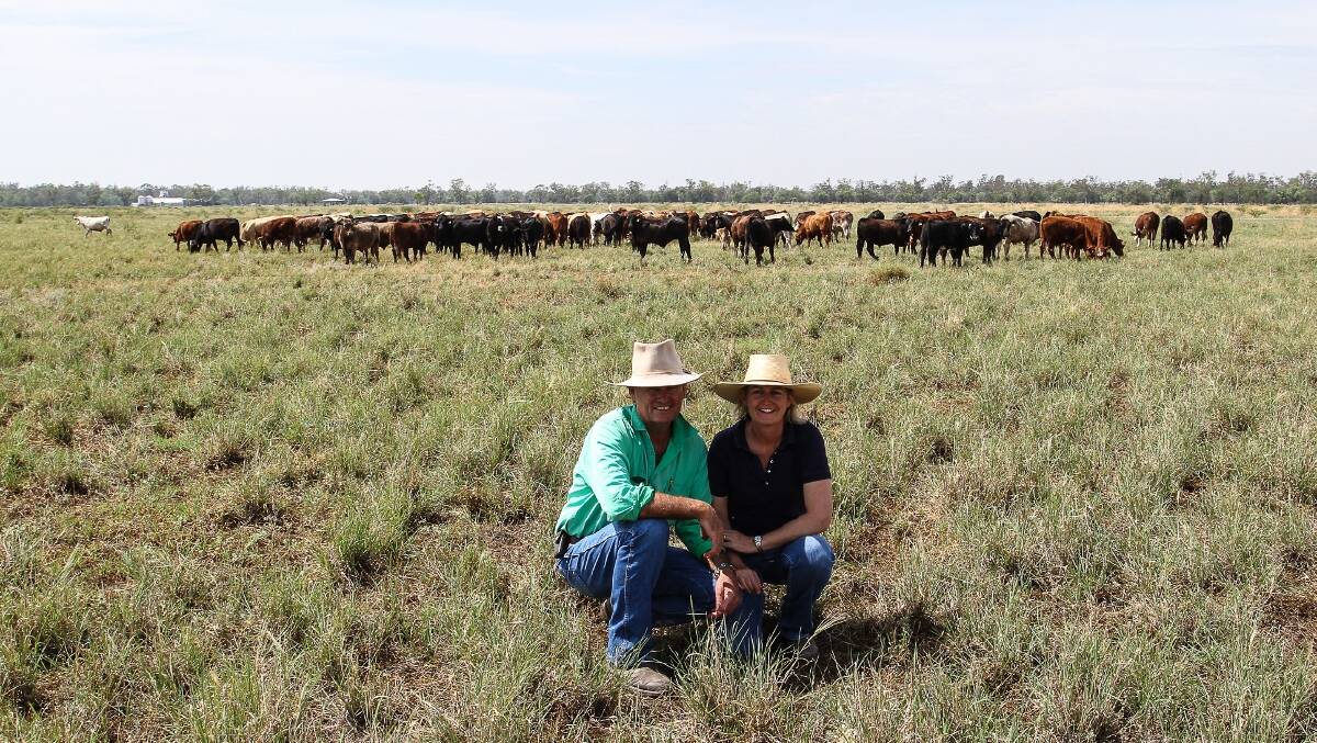 Richard and Janet Doyle with some of their cattle at their Boggabilla property, Malgarai.