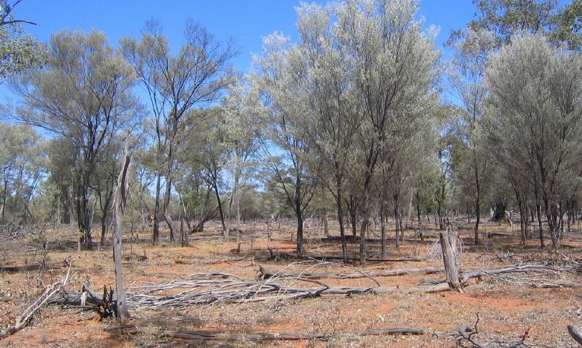 Rules around clearing mulga for fodder will be front and centre when the State Development, Natural Resources and Agricultural Industry Development committee holds a public hearing in Charleville.