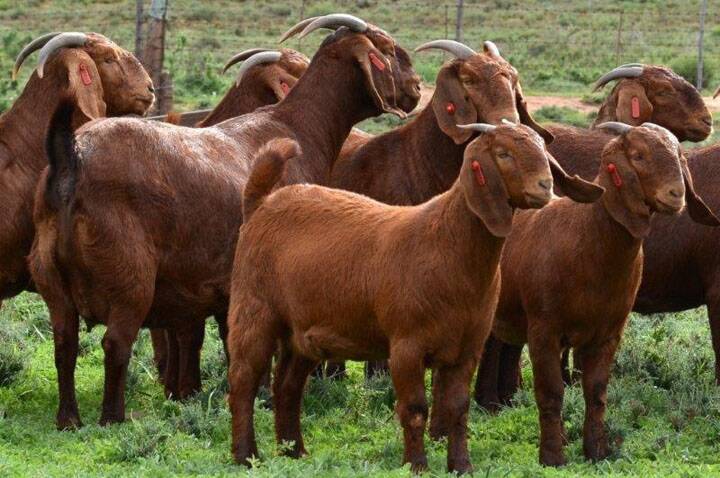 Kalahari Red goats originate from South Africa and are being used on a property south west of Charleville.