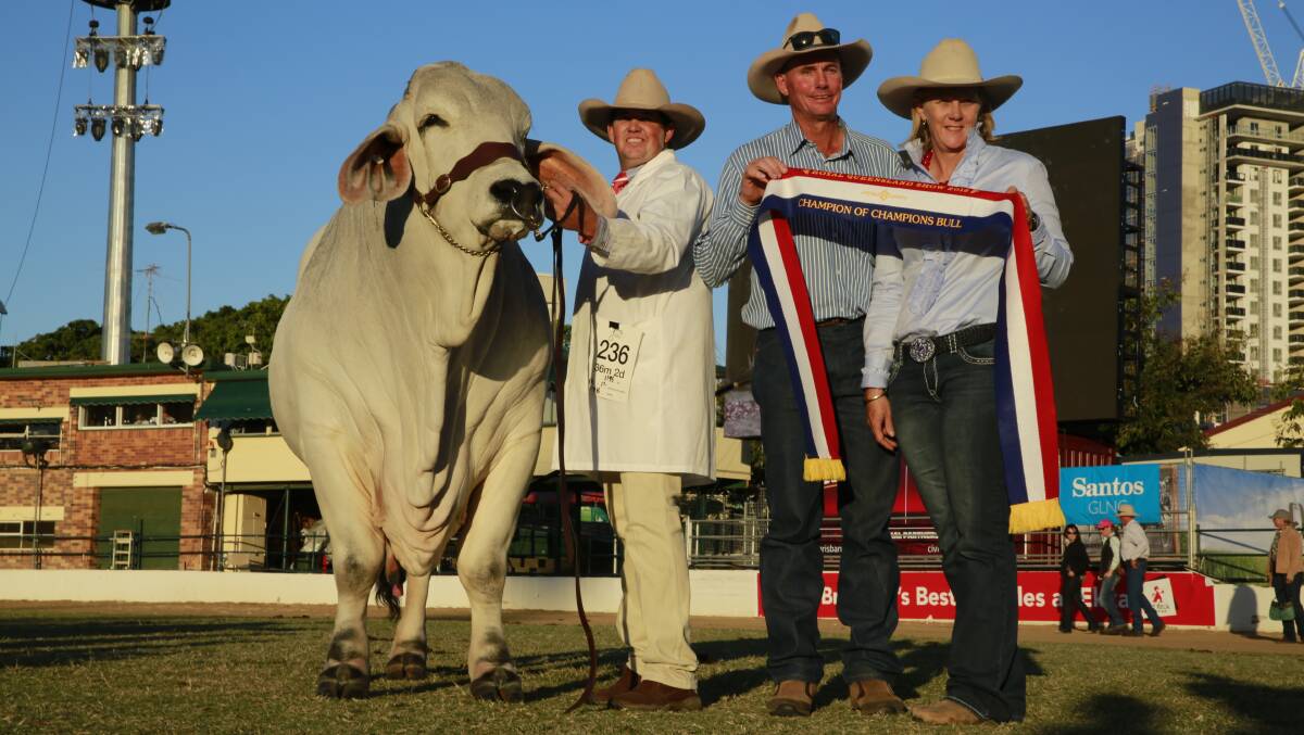 Interbreed bull: Viva Mario is held by cattle fitter Terry Randell, along with owners and breeders Alistair and Pamela Davison, all of Tieri.