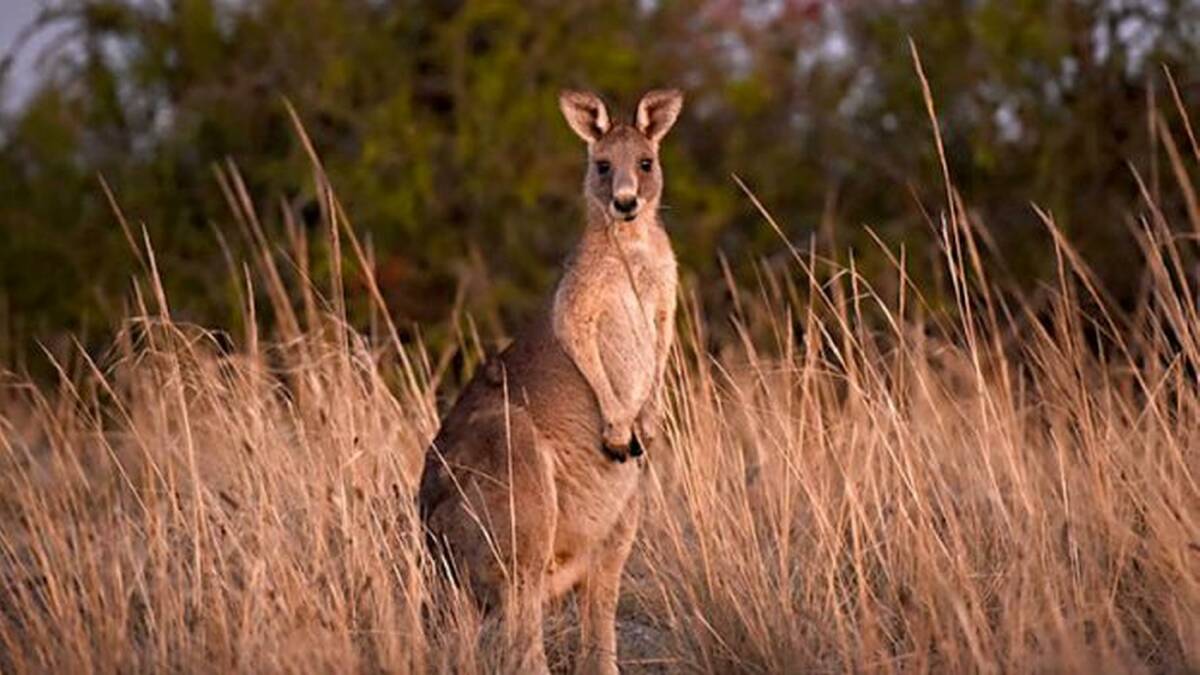 Three or four people were employed at the kangaroo processing business that was temporarily closed in Charleville, but a total of 17, including shooters and drivers, were affected by the shutdown.