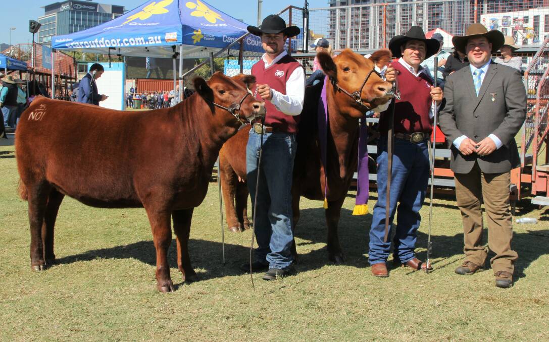 Mothering ability: Senior and grand champion Red Angus cow, GK Red Dina, and her calf, held by Nathan Stevens and owner Gavin Iseppi, with judge Hayden Green, himself a former Red Angus breeder. Picture: Sally Cripps.