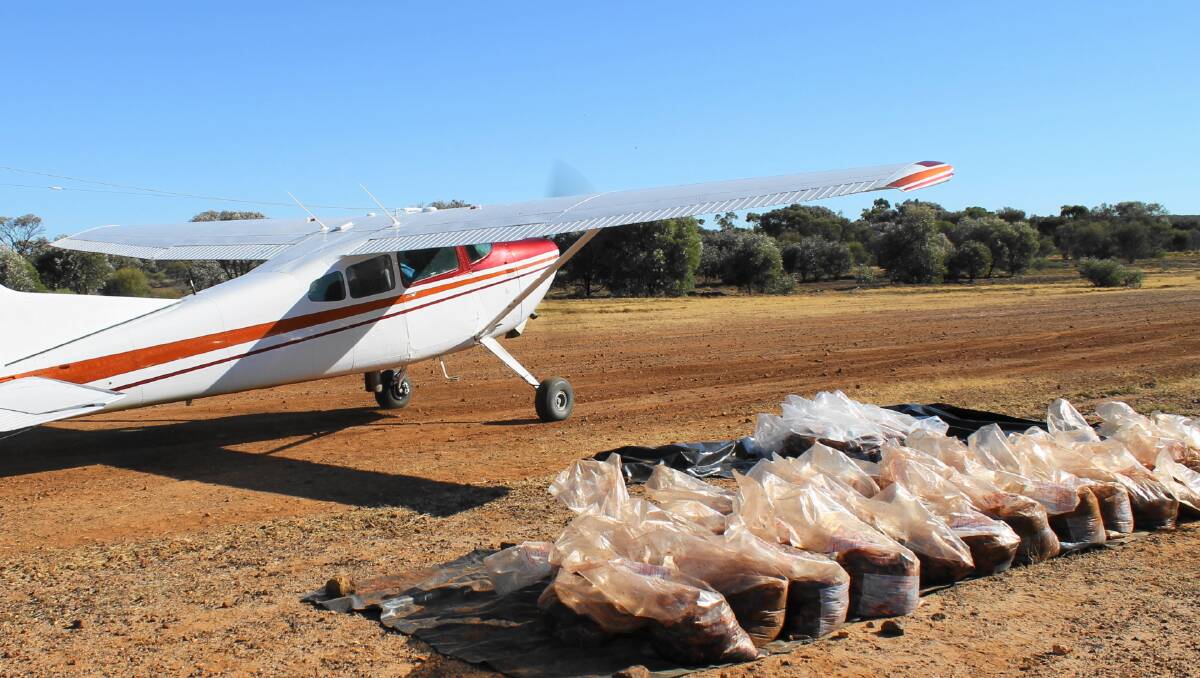  Bags of baited fresh meat waiting on a western Queensland strip for loading onto a plane for aerial distribution.
