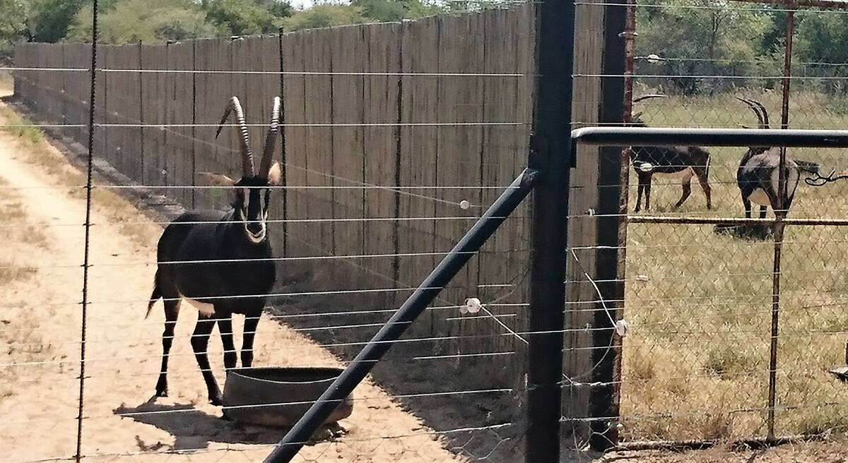 A tasty treat was used to bring Thithombo's prized stud Sable antelope, Jannie, close to the perimeter fence for photographs. Photos by Sally Cripps.