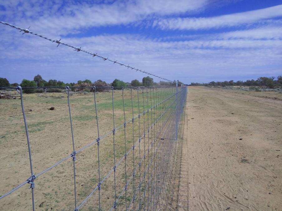 Green pick is visible in the protected Coban cluster at Cunnamulla, one of the phase two cluster fencing projects, which proponents say will provide benefits to soil condition and lessen water run-off, as well as provide more pasture for stock. Picture supplied.