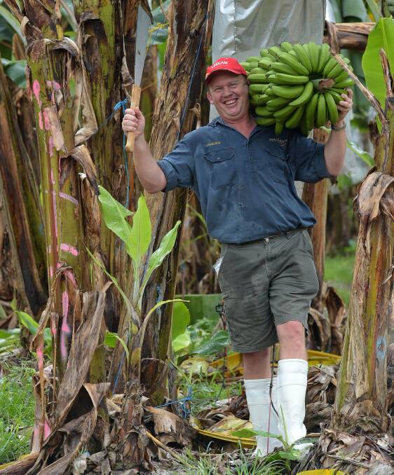 Raining bananas: An average rainfall of four metres a year is the perfect environment for Cameron and the Mackay families' banana farms at Tully. Photo: Rod Green.