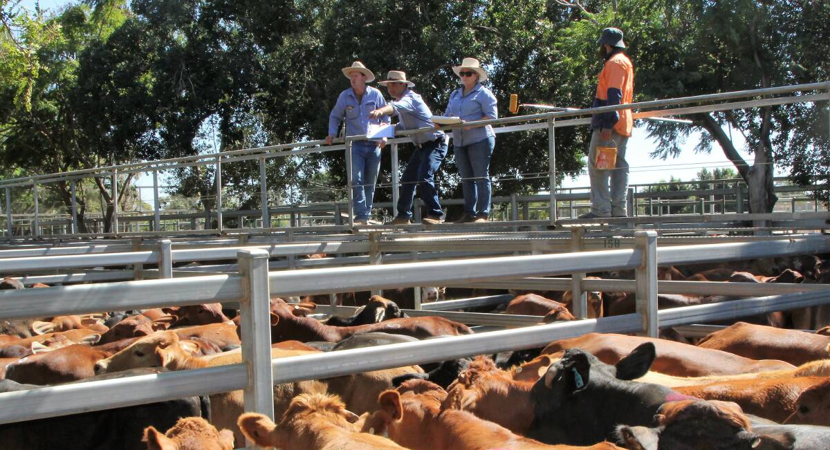 On the right of Blackall GDL manager Jack Burgess selling pens at a Blackall cattle sale in 2017, Ann Russell has been a constant backstop. Picture: Sally Gall