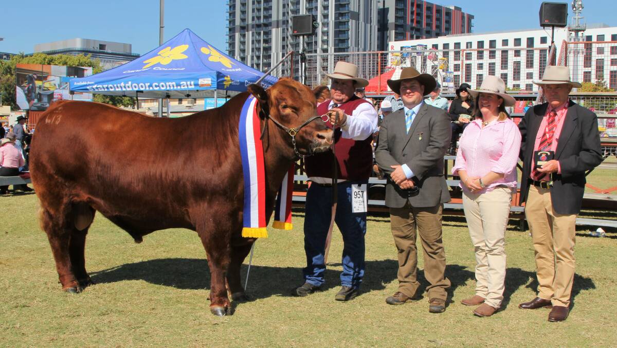 Grand champion Red Angus bull, GK Red 53 Hi Star, held by Steve Hayward, Allora, with judge Hayden Green, Red Angus Society executive officer Kate McDonald, and Andrew Meara from Elders.